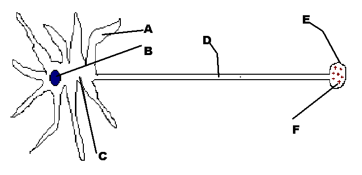 Neuron